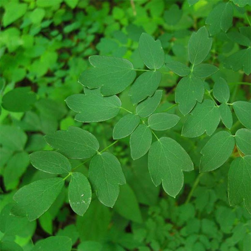 Thalictrum delavayi Splendide - Pigamon (Foliage)