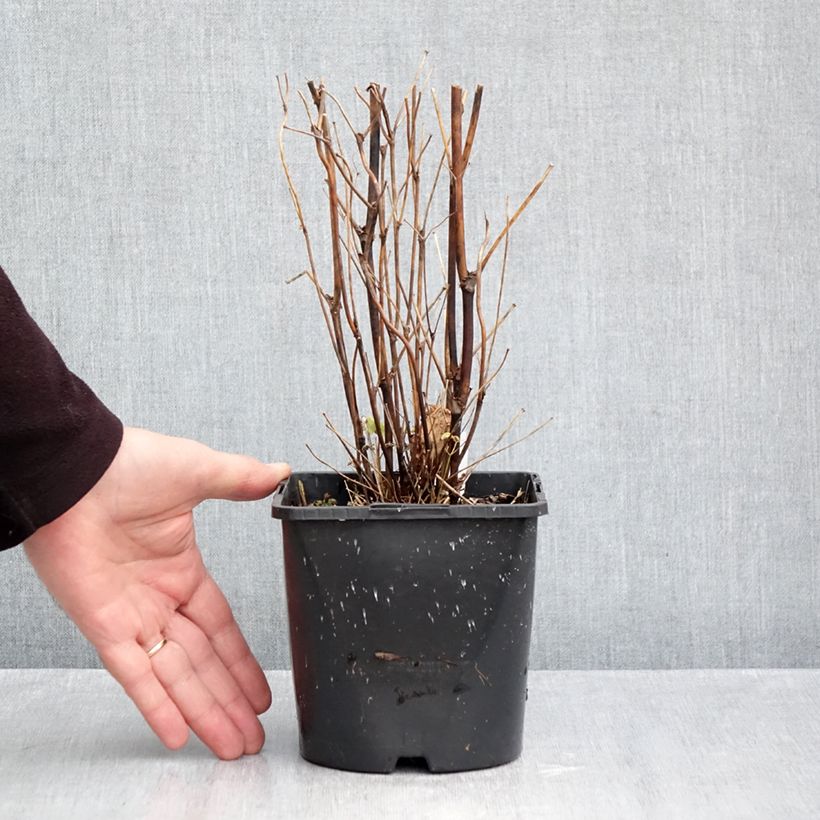 Spécimen de Thalictrum delavayi Splendide Album  Pot de 2L/3L tel que livré en automne
