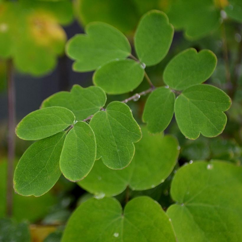 Thalictrum Elin - Pigamon (Foliage)