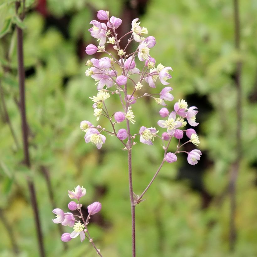 Thalictrum Elin - Pigamon (Flowering)