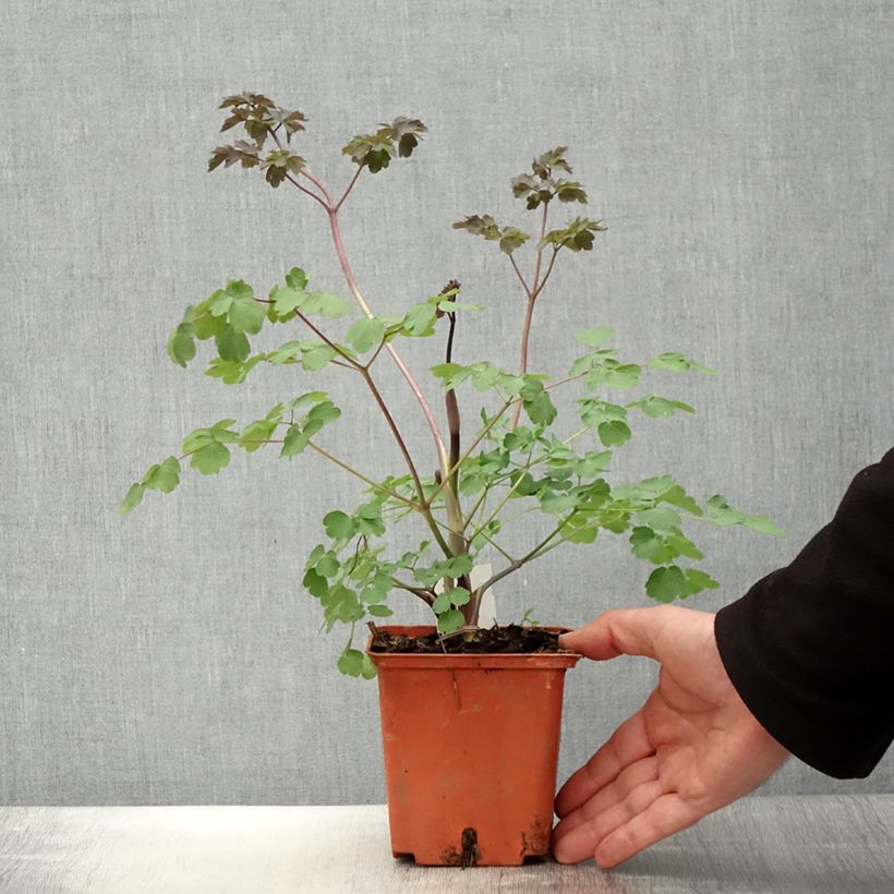 Example of Thalictrum Elin - Pigamon Pot de 1L/1,5L as you get in printemps