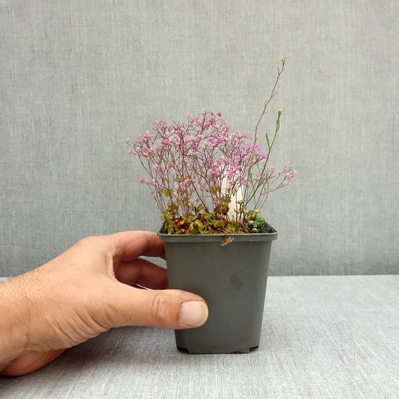 Spécimen de Thalictrum kiusianum - Pigamon nain Godet de 8/9 cm tel que livré en été