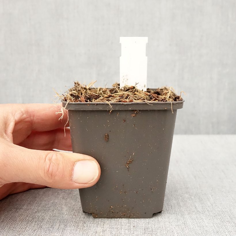 Spécimen de Thalictrum kiusianum - Pigamon nain Godet de 8/9 cm tel que livré au printemps