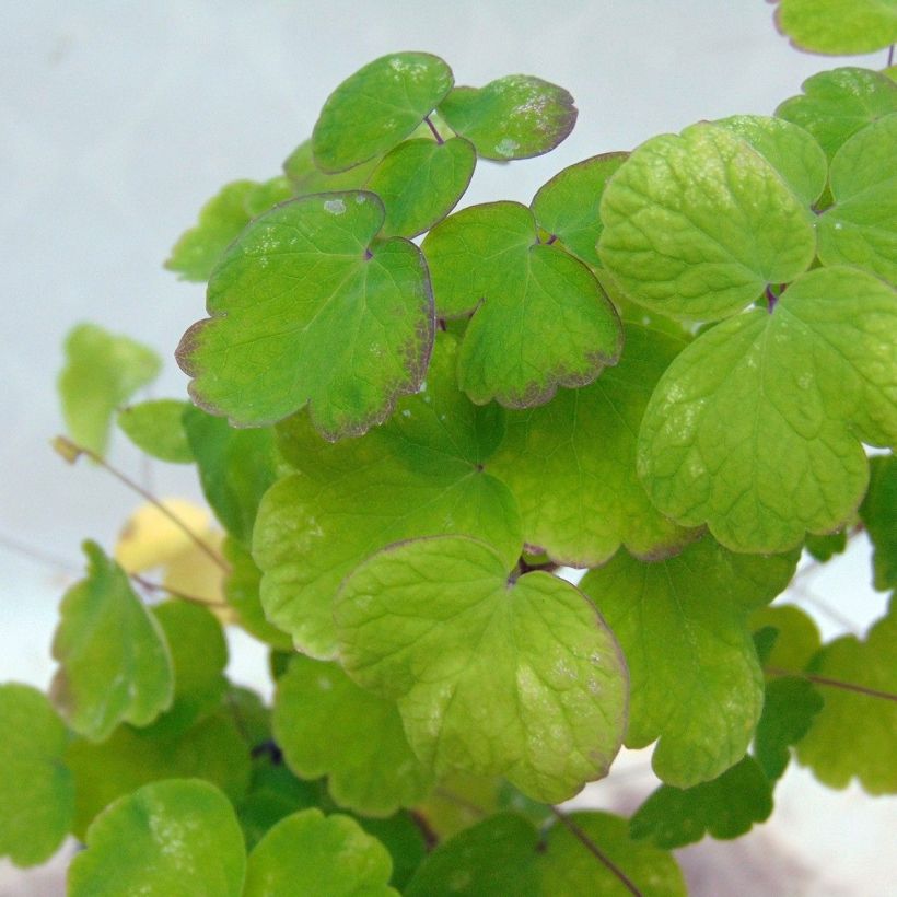 Thalictrum Little Pinkie  (Foliage)
