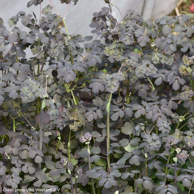 Thalictrum petaloideum Ghent Ebony - Pigamon (Foliage)