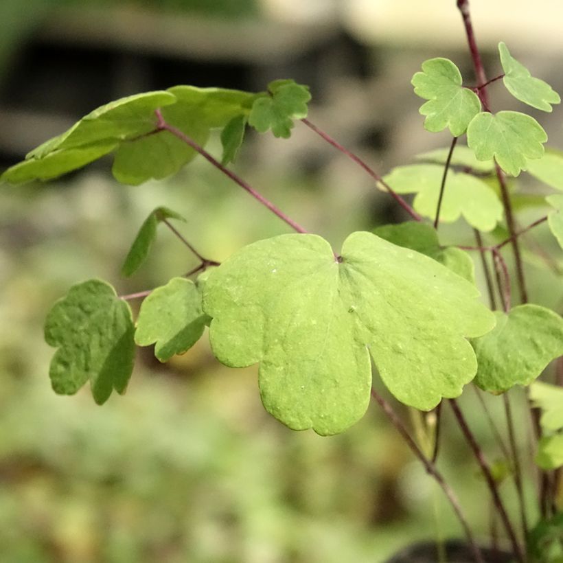 Thalictrum Purplelicious (Feuillage)