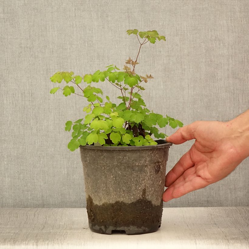 Spécimen de Thalictrum rochebrunianum - Pigamon Pot de 2L/3L tel que livré en été