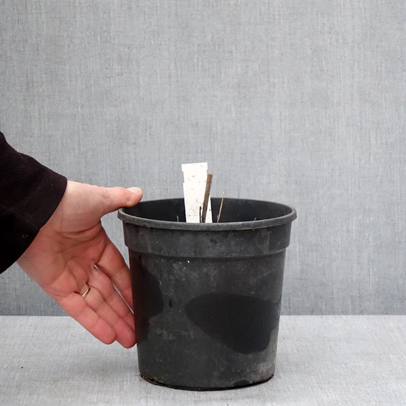 Example of Thalictrum rochebrunianum - Pigamon Pot de 2L/3L as you get in hiver