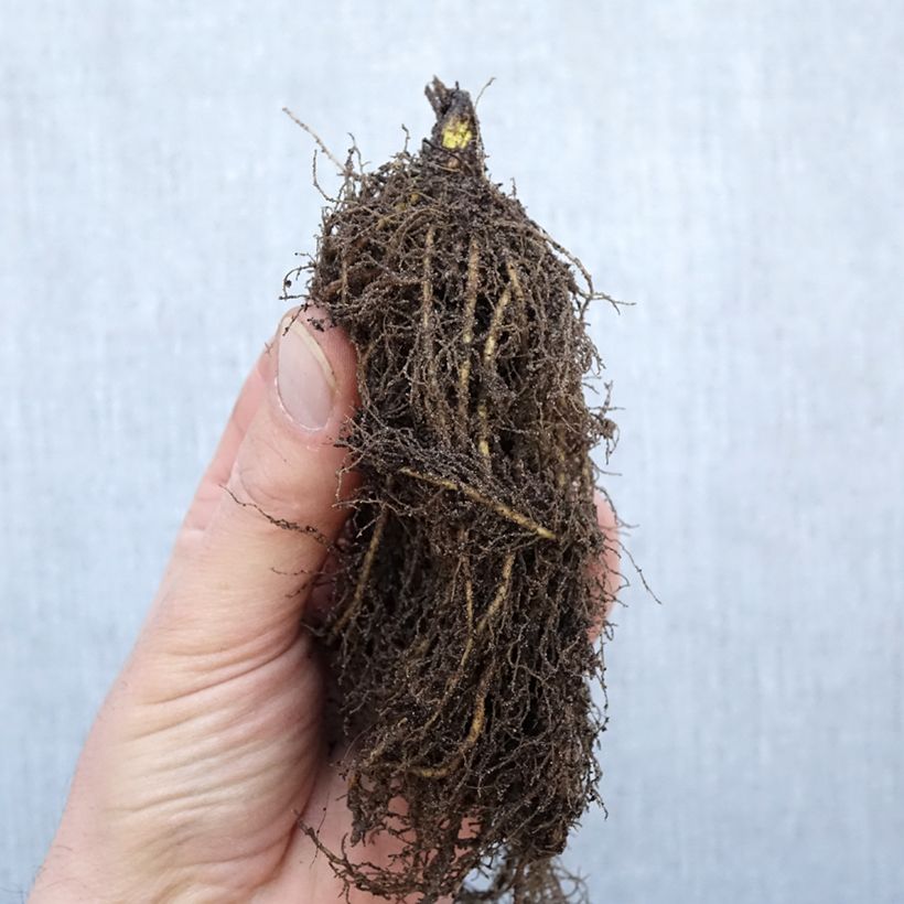 Example of Thalictrum rochebrunianum - Pigamon Racines nues, Qualité Extra équivalant à un pot de 2L as you get in hiver