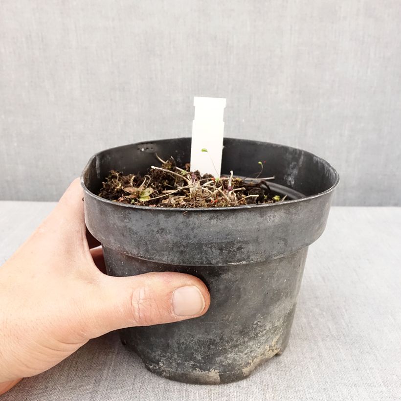 Spécimen de Thalictrum Yulia - Pigamon Pot de 2L/3L tel que livré au printemps