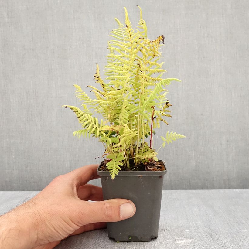 Spécimen de Thelypteris kunthii - Fougère Godet de 8/9 cm tel que livré en automne