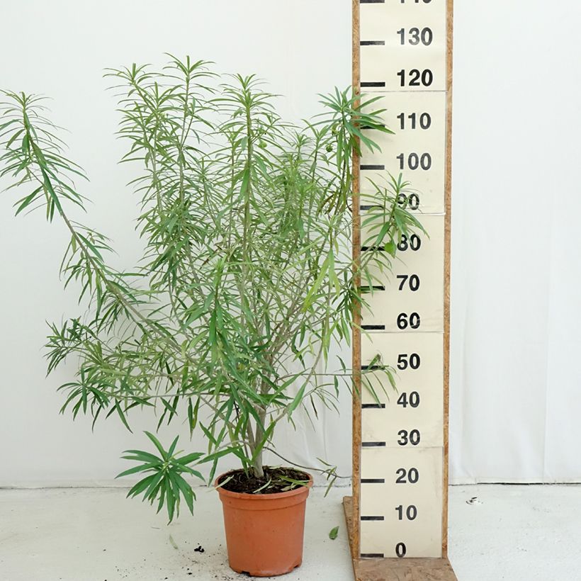 Spécimen de Thevetia peruviana - Thévétia du Pérou ou Laurier jaune Pot de 7,5L/10L tel que livré en automne