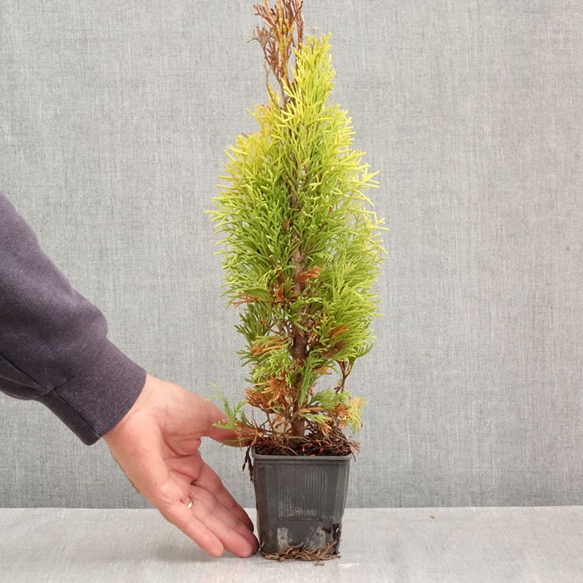 Spécimen de Thuja occidentalis Golden Smaragd - Thuya du Canada Godet de 8/9 cm tel que livré en automne