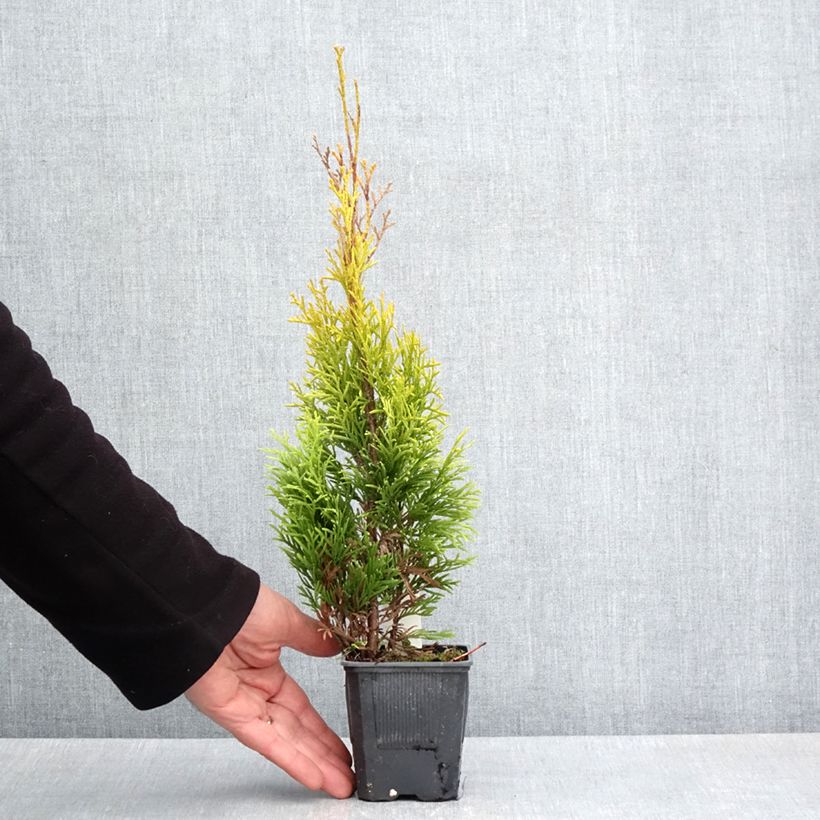 Example of Thuja occidentalis Golden Smaragd - Thuya du Canada Godet de 8/9 cm as you get in printemps