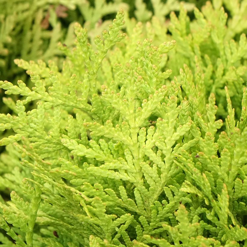Thuja occidentalis Mirjam - Thuya du Canada (Feuillage)