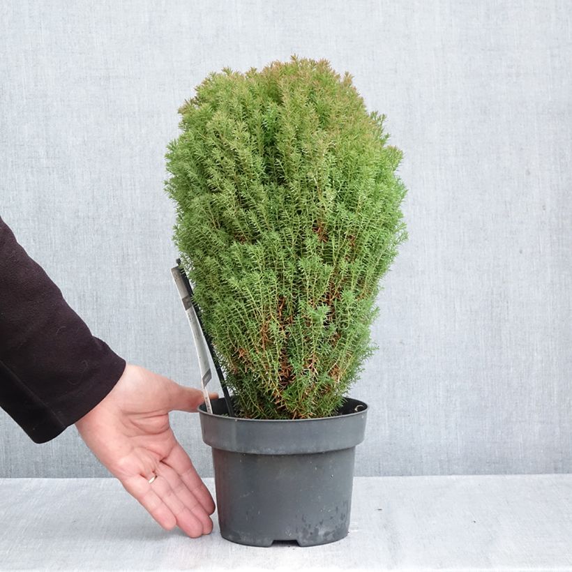 Spécimen de Thuja occidentalis Teddy - Thuya du Canada                        Pot de 2L/3L tel que livré en automne