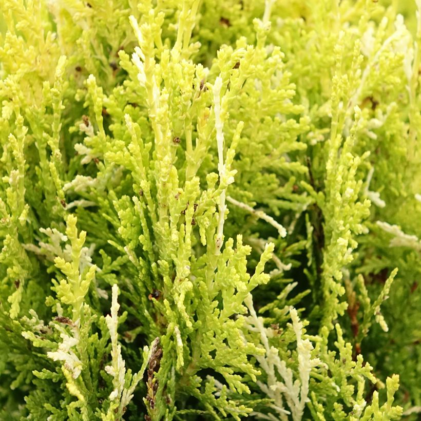 Thuja orientalis Fleck - Thuya de Chine ou Thuya d'Orient (Foliage)