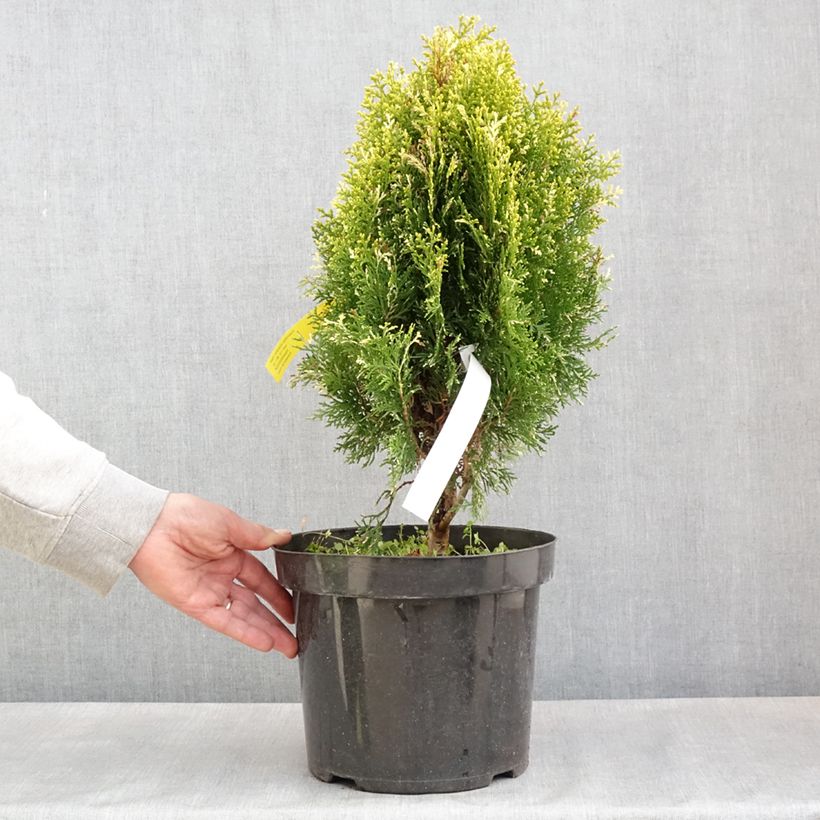 Example of Thuja orientalis Fleck - Thuya de Chine ou Thuya d'Orient Pot de 7,5L/10L as you get in printemps