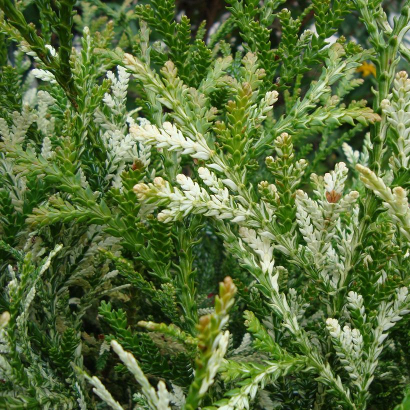 Thujopsis dolabrata Variegata (Foliage)