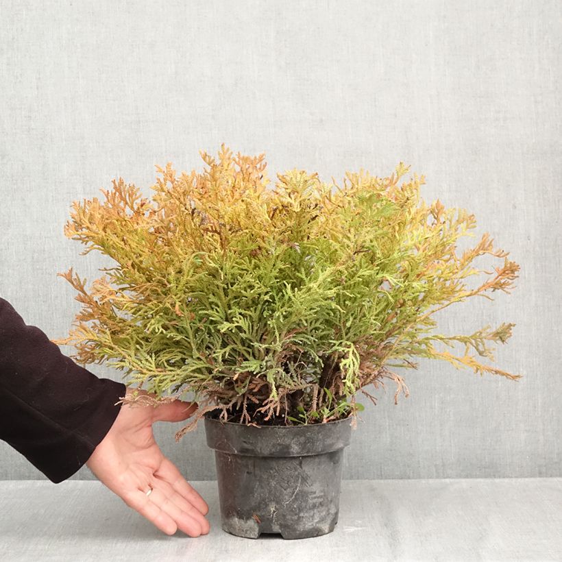 Spécimen de Thujopsis dolobrata Nana Pot de 2L/3L tel que livré en automne