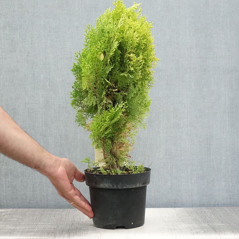 Spécimen de Thuya d'Orient - Platycladus orientalis Aurea Nana Pot de 2L/3L tel que livré en été