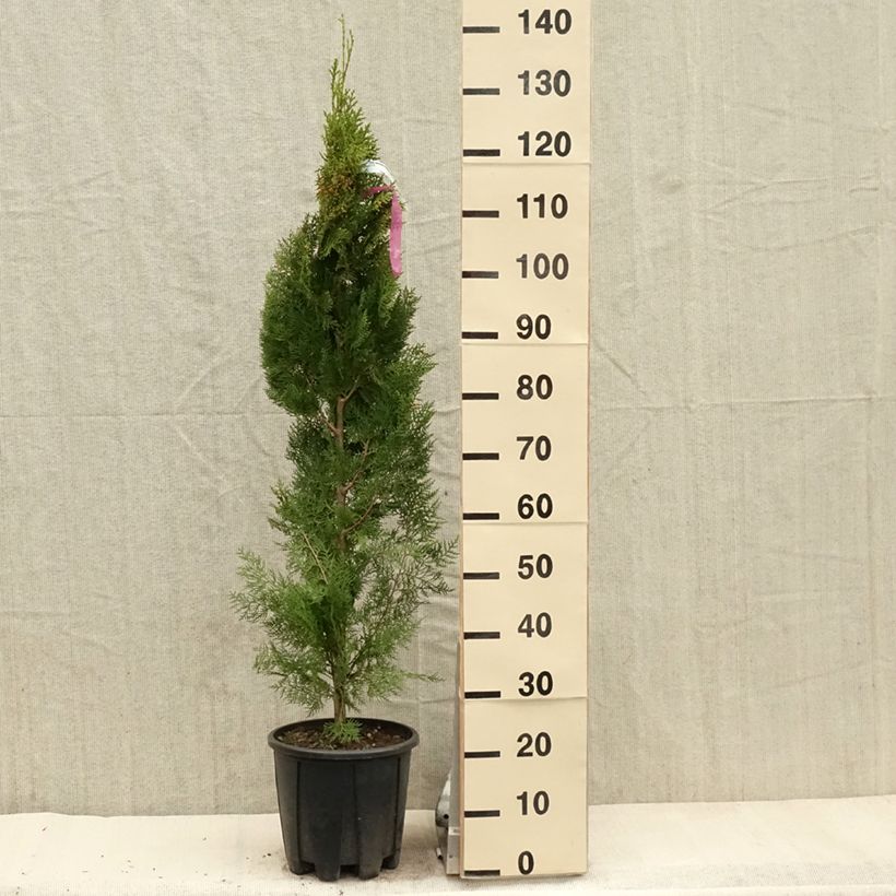 Example of Thuya d'Orient - Thuja orientalis Pyramidalis Aurea Pot de 7,5L/10L as you get in printemps
