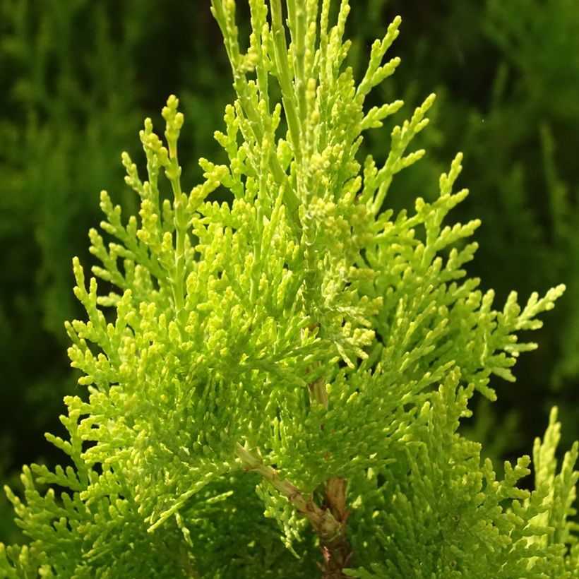 Thuya d'Orient - Thuja orientalis Pyramidalis Aurea (Foliage)