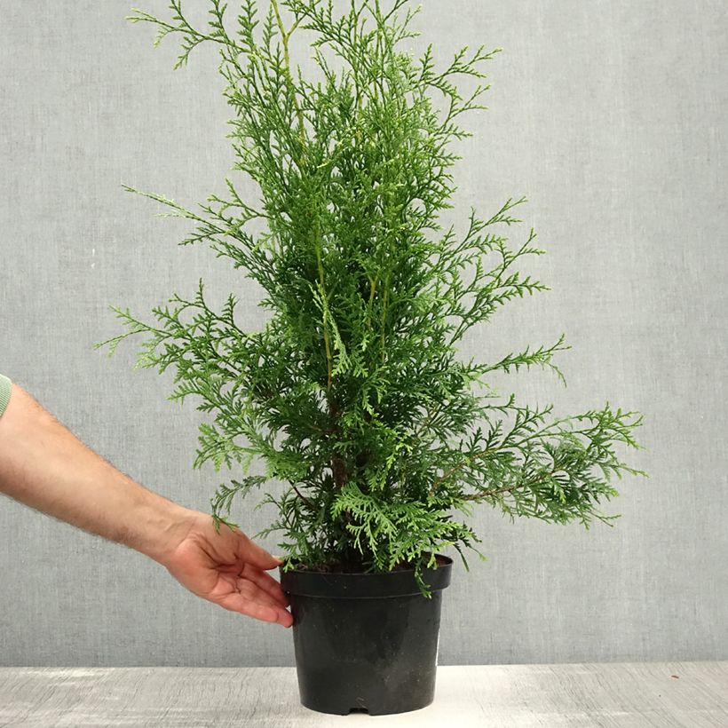 Spécimen de Thuya du Canada - Thuja occidentalis Brabant  Pot de 4L/5L tel que livré en été