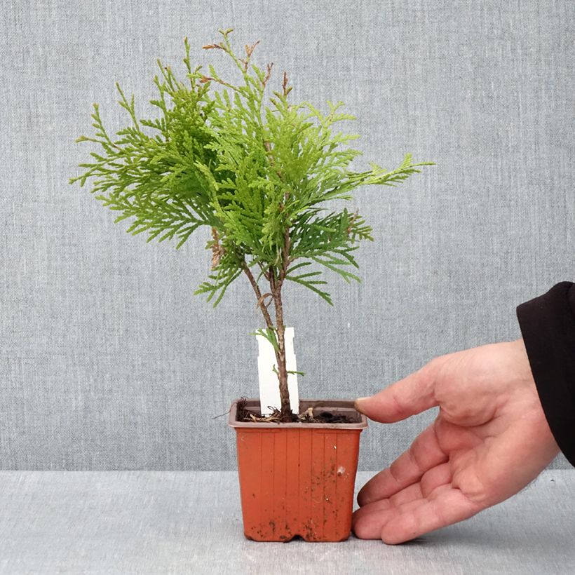 Example of Thuya du Canada - Thuja occidentalis Golden Globe Godet de 8/9 cm as you get in printemps