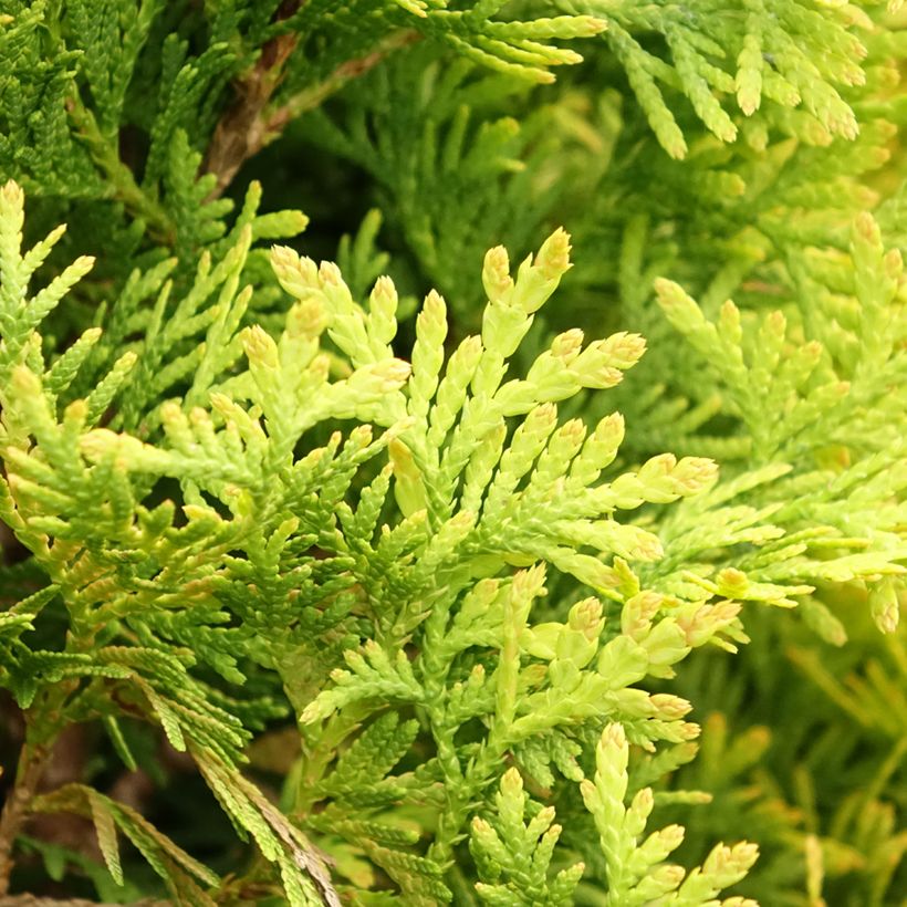 Thuya du Canada - Thuja occidentalis Jantar (Foliage)