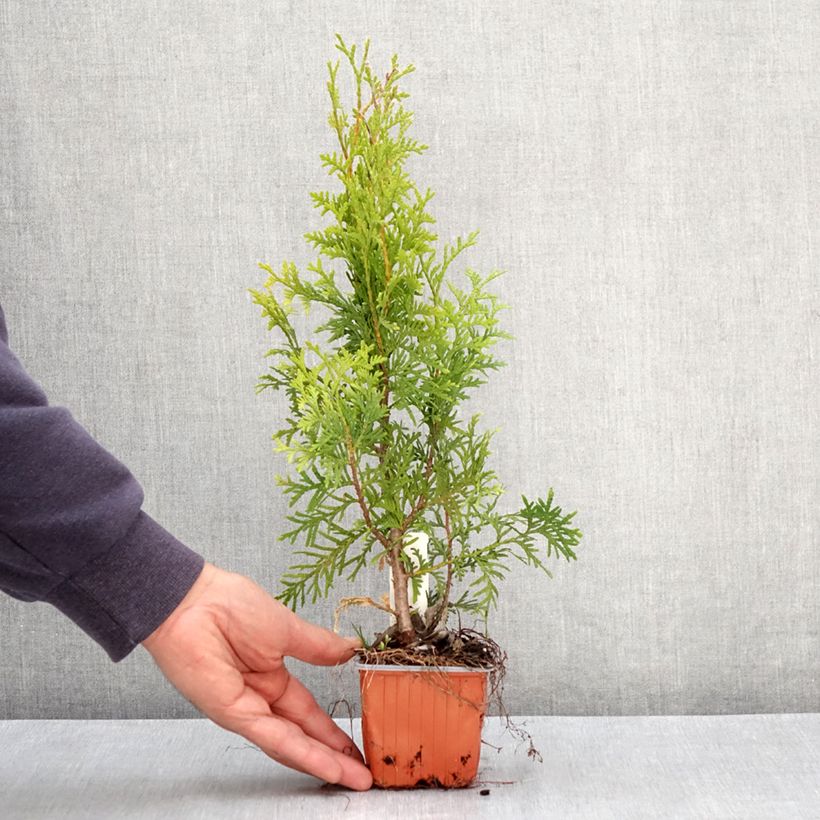 Spécimen de Thuya du Canada - Thuja occidentalis King of Brabant Godet de 8/9 cm tel que livré au printemps