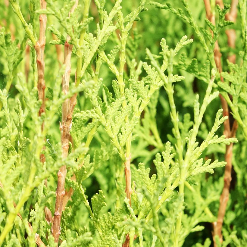 Thuya du Canada - Thuja occidentalis Malonyana Aurea (Foliage)