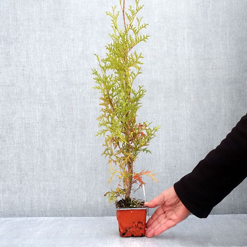 Spécimen de Thuya du Canada - Thuja occidentalis Malonyana Aurea Godet de 8/9 cm tel que livré en automne