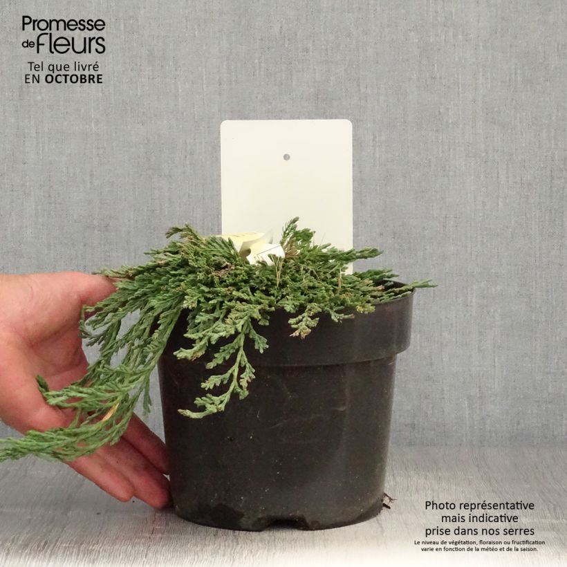 Spécimen de Thuya du Canada - Thuja occidentalis Pancake Concesarini Pot de 2L/3L tel que livré en automne