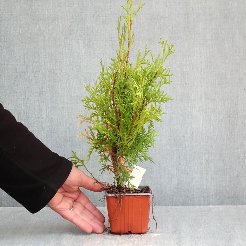 Spécimen de Thuya du Canada - Thuja occidentalis Pyramidalis Compacta Godet de 8/9 cm tel que livré en automne