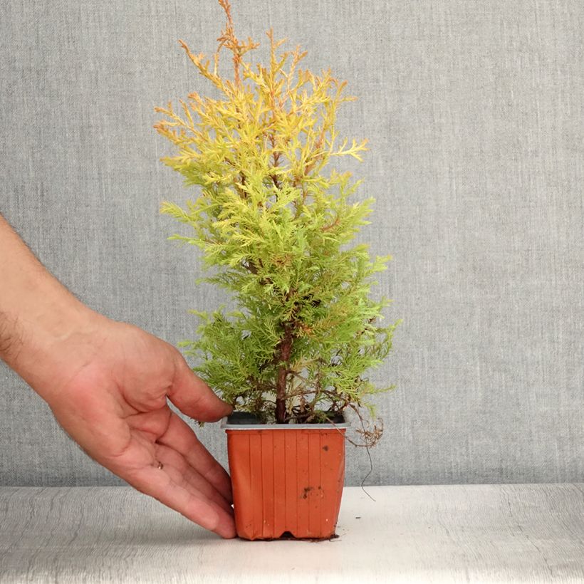 Spécimen de Thuya du Canada - Thuja occidentalis Rheingold                   Godet de 8/9 cm tel que livré en été