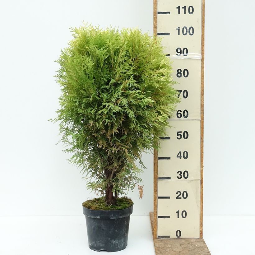 Spécimen de Thuya du Canada - Thuja occidentalis Selena Pot de 7,5L/10L tel que livré en été