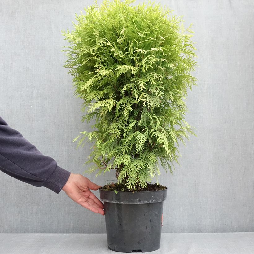 Spécimen de Thuya du Canada - Thuja occidentalis Selena Pot de 7,5L/10L tel que livré au printemps