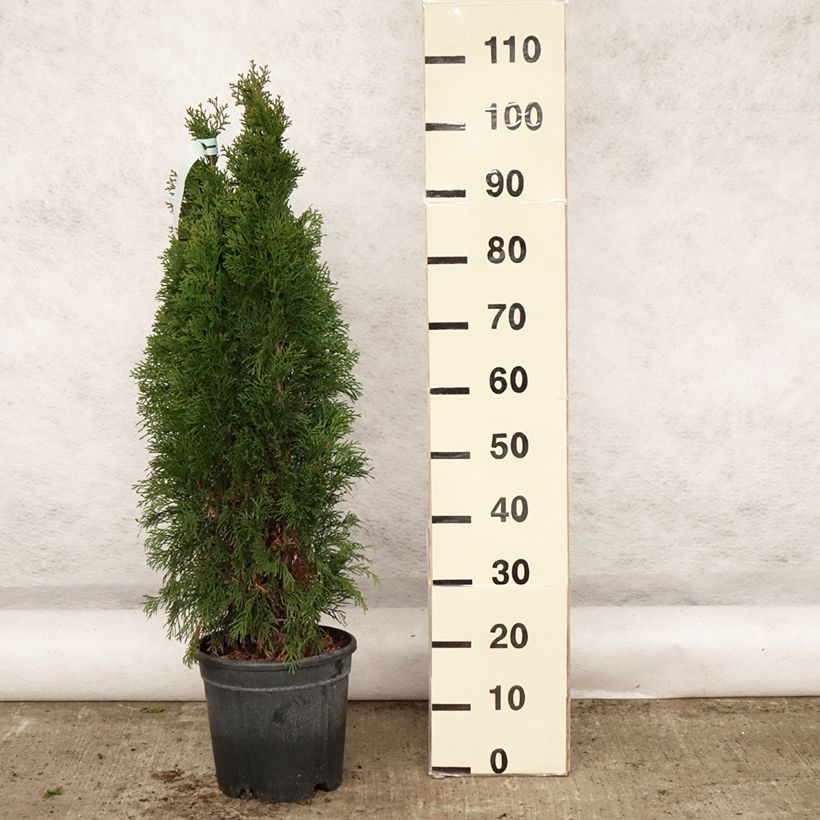 Example of Thuya du Canada - Thuja occidentalis Smaragd Pot de 7,5L/10L as you get in printemps