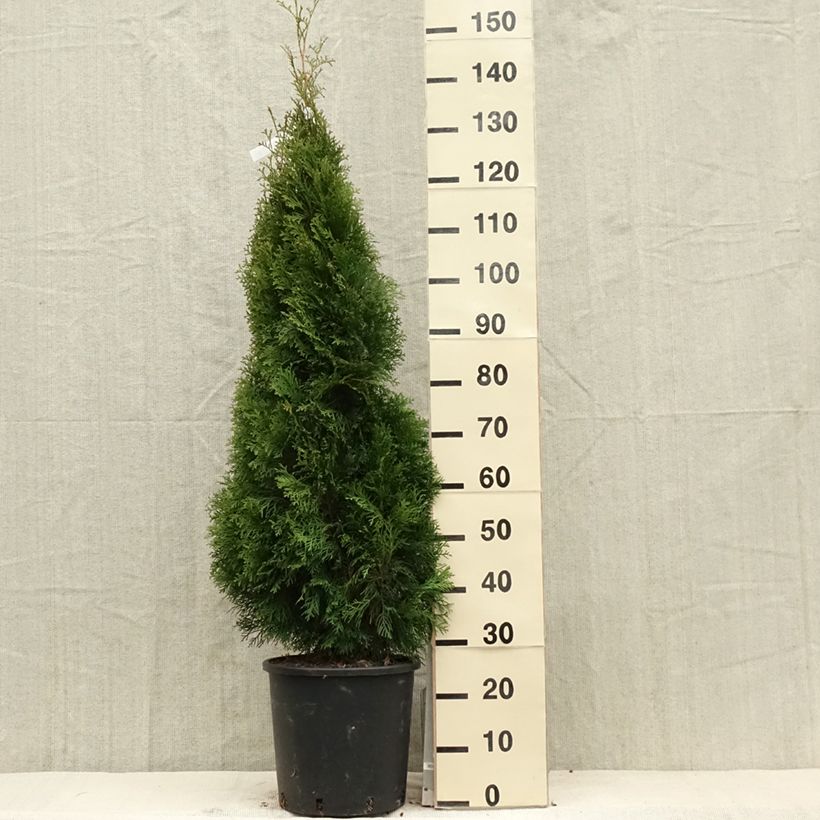 Example of Thuya du Canada - Thuja occidentalis Smaragd Pot de 12L/15L as you get in printemps