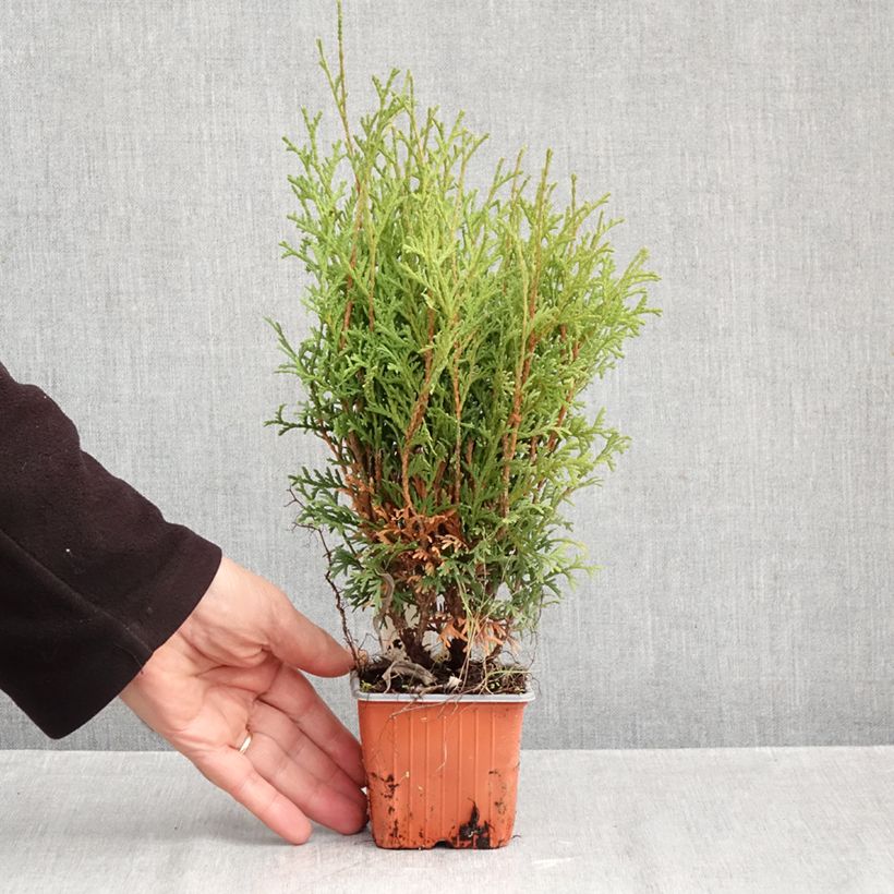 Spécimen de Thuya du Canada - Thuja occidentalis Tiny Tim Godet de 8/9 cm tel que livré en automne