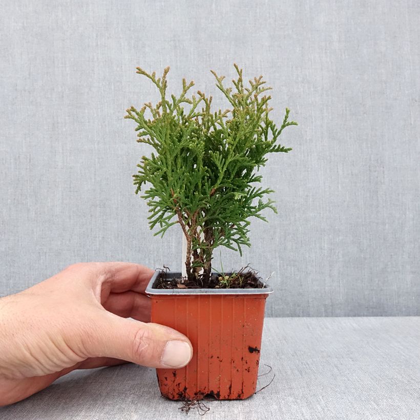 Spécimen de Thuya du Canada - Thuja occidentalis Tiny Tim Godet de 8/9 cm tel que livré au printemps