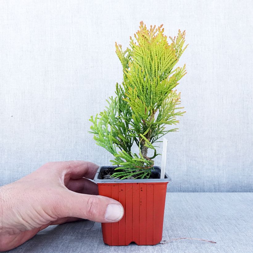 Example of Thuya géant - Thuja plicata 4 Ever Goldy Godet de 8/9 cm as you get in printemps