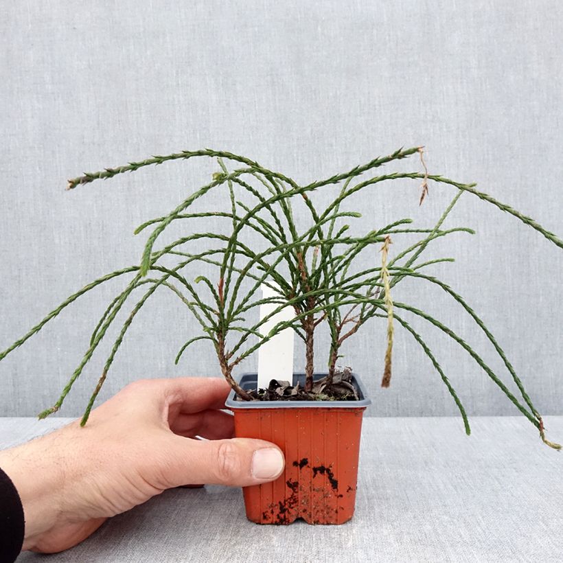 Example of Thuya géant - Thuja plicata Whipcord Godet de 8/9 cm as you get in printemps