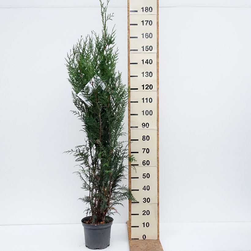 Spécimen de Thuya pour haie - Thuja plicata Atrovirens Pot de 6L/7L tel que livré en automne