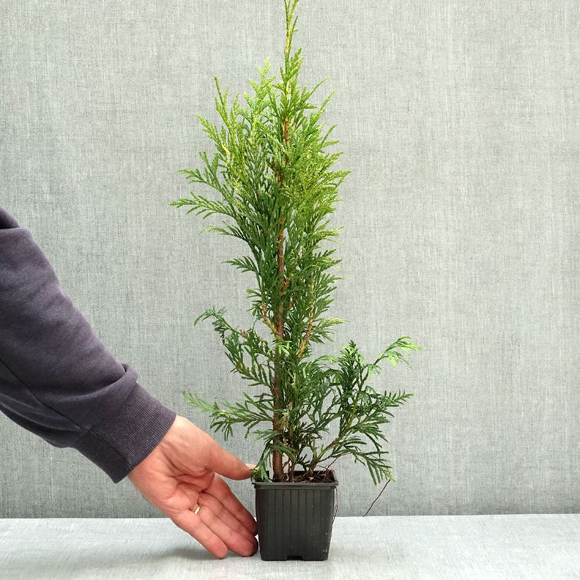 Spécimen de Thuya pour haie Zebrina - Thuja plicata  Godet de 8/9 cm tel que livré en été