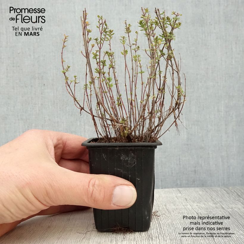 Example of Thym citron BIO - Thymus citriodorus Godet de 8/9 cm as you get in printemps