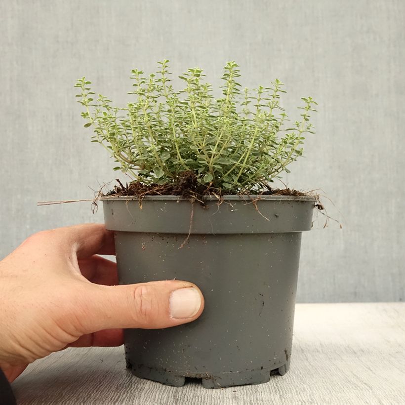 Spécimen de Thym citron panaché - Thymus citriodorus Silver Queen Pot de 1,5L/2L tel que livré en automne