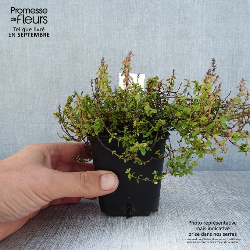 Spécimen de Thym hybride Doone Valley - Thymus (x) citriodorus Godet de 8/9 cm tel que livré en été