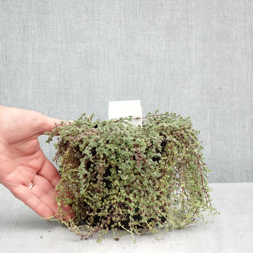 Spécimen de Thym laineux - Thymus pseudolanuginosus Pot de 2L/3L tel que livré en automne